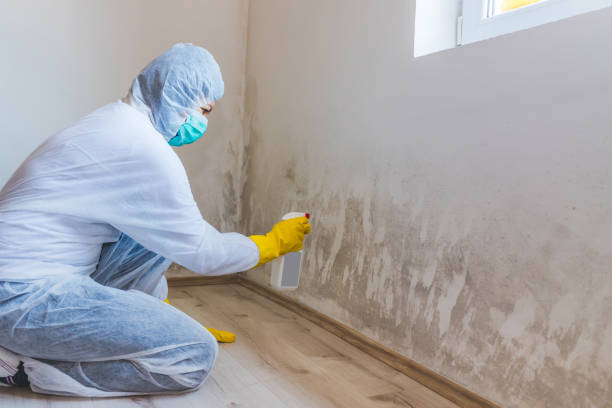 Licensed Basement Mold Remediation service in Englewood, NJ - WQB Mold Removal