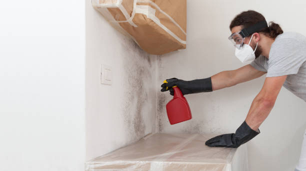 Professional Basement Mold Remediation technician working in Englewood, NJ