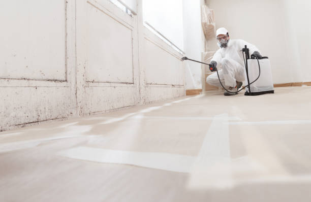 24/7 Emergency Basement Mold Remediation experts in Englewood, NJ