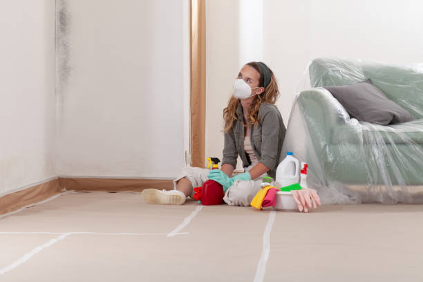 Reliable Basement Mold Remediation contractor in Englewood, NJ by WQB Mold Removal